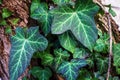 Bright green leafs wrapped around tree. Royalty Free Stock Photo