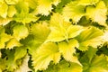 Bright green leafy garden plant