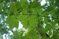 Bright Green leaves Royalty Free Stock Photo