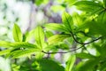 Bright green leaves Royalty Free Stock Photo