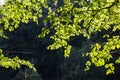 Bright green leaves background wallpaper