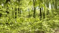 Bright green leaves backlighted by the sun in the forest. Gimbal, steadicam smooth 4K