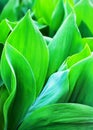 Bright green leaves close up abstract artistic background, fresh foliage macro backdrop, botanical floral pattern, nature purity Royalty Free Stock Photo