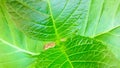 Bright Green Leaves Closeups Royalty Free Stock Photo