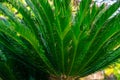 Bright green leaves Cycas revoluta