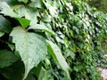 Bright green leaves of decorative ivy with dew drops entwine the fence