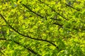 Bright green leaves of the dentate oak, quercus dentata, in the bright rays of the spring sun