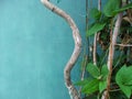 Bright green leaves among dry twisted wooden branches against a smooth turquoise surface in the side