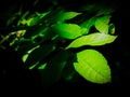 Bright green leaves emerging from the shadows