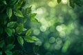 Green leaves on branch with blurred forest background and natural bokeh light effect Royalty Free Stock Photo