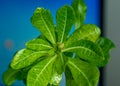 Bright green leaves of a home flower on the background of a blue laptop screen Royalty Free Stock Photo