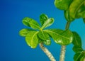 Bright green leaves of a home flower on the background of a blue laptop screen Royalty Free Stock Photo