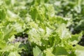 bright green leaves of lettuce on the bed. Fresh leaves of green salad on the bed. Close-up. Royalty Free Stock Photo
