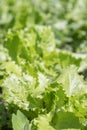 bright green leaves of lettuce on the bed. Fresh leaves of green salad on the bed. Close-up. Royalty Free Stock Photo