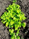 Bright green leaves of lettuce grow in the garden.
