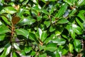 Bright green leaves of magnolia with a glint Royalty Free Stock Photo