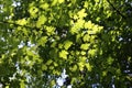 Bright green leaves of maple glowing in sunlight Royalty Free Stock Photo