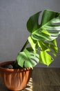 Bright and green leaves of a monster plant in a brown flower pot. Evergreen tropical view. Shadow from the sun. The