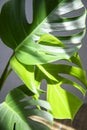 Bright and green leaves of the monster plant. Evergreen tropical view. Shadow.The concept of home cultivation of plants