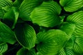 Bright green leaves pattern background