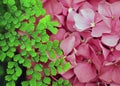 Bright Green Leaves Beside a Pink Hydrangea Blossom Royalty Free Stock Photo