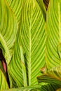 Bright green leaves of plant with yellow lines, sunny nature background asset