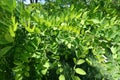 Bright green leaves of Robinia pseudoacacia