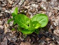 Bright green leaves of a skunk cabbage plant emerging in a spring wetland.