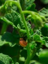 Bright green leaves surround a red, spotted caterpillar in natural light Royalty Free Stock Photo