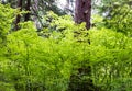 Bright green leaves surrounding a large tree