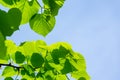 Bright green Leaves of Tilia caucasica linden tree on blue sky background. Natural concept of spring, the beginning of new life Royalty Free Stock Photo