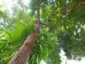 Bright green leaves tree. mahoni is mahogany indonesian name for tree plant spesies switenia macrophylia - Image