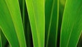 The bright green leaves up close are a symbol of naturalness and green power