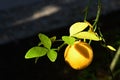 Bright green leaves and vivid yellow fruit of Bitter Orange tree Royalty Free Stock Photo