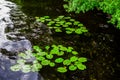 bright green leaves of water lilies in dark pond with reflected sky and trees Royalty Free Stock Photo