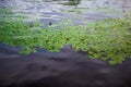 bright green leaves of water lilies with yellow flowers in pond with reflected sky, ripples Royalty Free Stock Photo