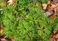 Bright green leaves of wild fan clubmoss Diphasiastrum digitatum carpeting the forest floor in North Carolina