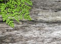 Bright Green Leaves On Wooden Background