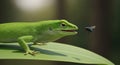 green lizard hunting a fly on a leaf surface Royalty Free Stock Photo