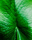 Bright green lotus leaf in the pool Royalty Free Stock Photo