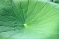 Bright green lotus leaf with radiating veins natural background pattern