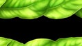 Bright Green Lush Leaves on Black Royalty Free Stock Photo
