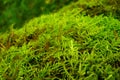 Bright green lush moss close up growing on the ground in the forest, small vegetation Royalty Free Stock Photo