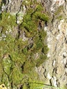 Bright green moss on a broken old pine tree after a storm. Closeup. Autumn walks in the forest. Indian summer. Royalty Free Stock Photo