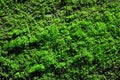 Bright green moss, close up macro detail, top view, natural organic