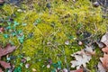 Bright green moss cover black soil, some green clover plants, autumn meadow, seasonal conceptual flat lay background