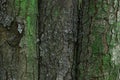 Bright green moss covering the bark of forest trees natural background for design Royalty Free Stock Photo
