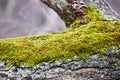 Bright green moss covering tree trunk in forest Royalty Free Stock Photo