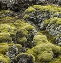 Bright green moss and gray lichen covered basalt or volcanic rock Royalty Free Stock Photo