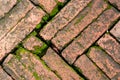 Bright green moss growing on brick surface old red block paving Royalty Free Stock Photo